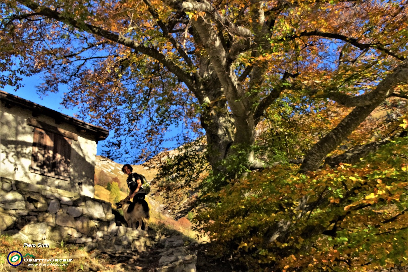 18 Il grande faggio alla Cascina Mattuida .JPG